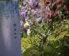 人文花展|太子灣公園紫藤限定展已開展，花開將燦，精彩不斷！